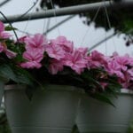 Pink flowers hanged in pot