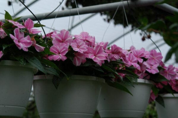 Pink flowers hanged in pot