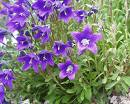 Campanula plant