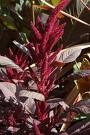 Amaranthus Caudatus