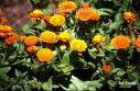 Calendula flowers