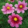 Cosmos flowers