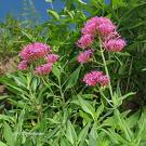 Centranthus plant