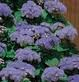 Ageratum flowers