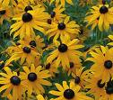 Closeup of the Rudbeckia Yellow Flower Plant