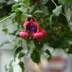 Pink hanging flowers