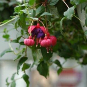 Pink hanging flowers