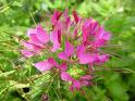 Cleome flowers