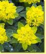 Closeup View of Euphorbia Yellow Flowers